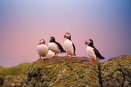 Papageientaucher, Fratercula arctica. Schottische Küste.