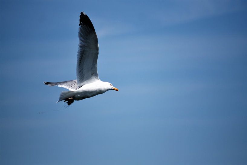 In vogelvlucht van Max van Boxel