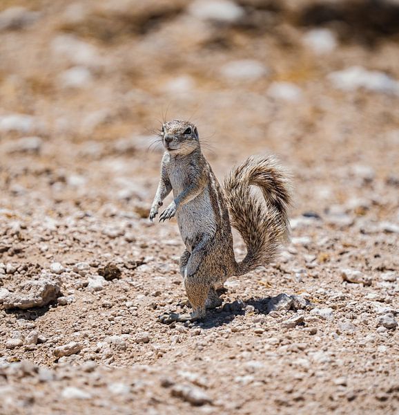 Erdhörnchen in der Kalahari von Namibia, Afrika von Patrick Groß