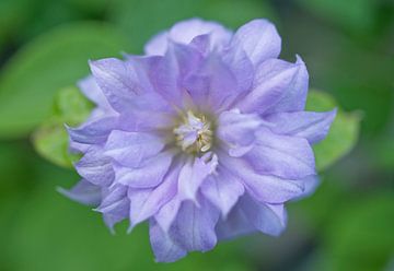 Lavender  Blue Colored Clementis Flower by Iris Holzer Richardson