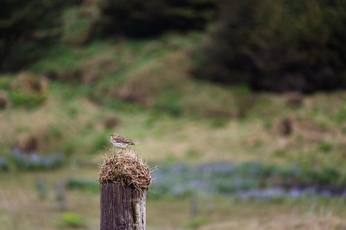 Kleine vogel in groots landschap