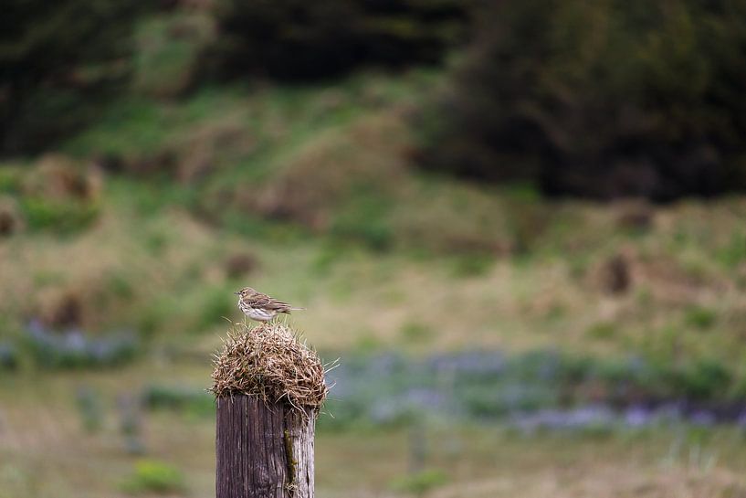 Small bird in grand landscape by Annelies Huijzer
