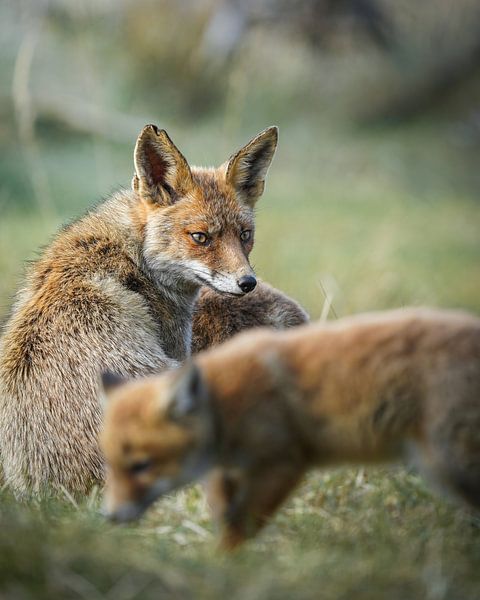 Familie Vos von Tom Zwerver