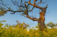 Rapeseed - Rape seed by Moetwil en van Dijk - Fotografie thumbnail