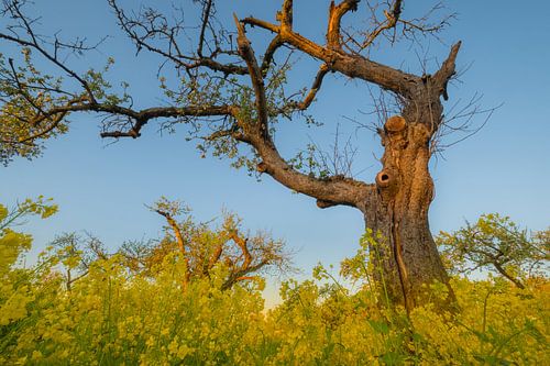 Oude grillige fruitboom omringd door geel bloeiend koolzaad