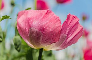 Fleur de pavot rose sur Ans Bastiaanssen