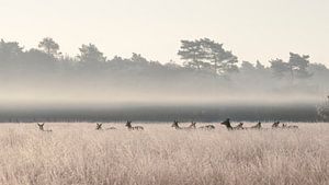 Gruppe von Rothirschen auf dem Feld bei tief hängendem Nebel.