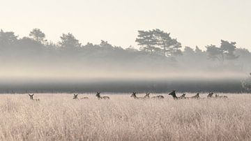 Groep edelherten in het veld met laaghangende mist. van Albert Beukhof