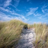 Duin op Terschelling