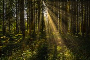 Sonnenstrahlen im Herbstwald