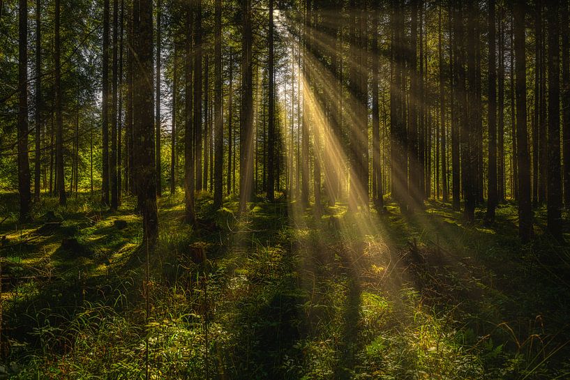 Sonnenstrahlen im Herbstwald von Photo Art Thomas Klee