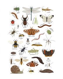 Name des Insekts