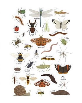 Name des Insekts