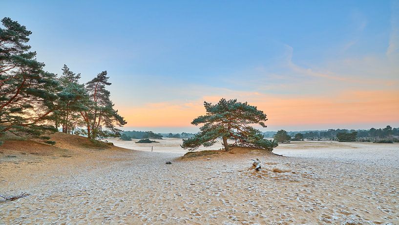 Sand dunes in Hulshorst by Jenco van Zalk