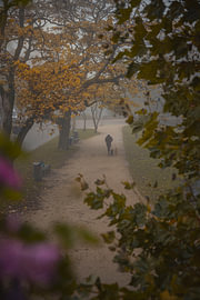 Blick auf den Vondelpark im Nebel von Robbert Frie
