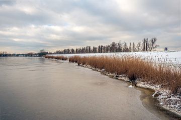 Vergeeld riet langs bevroren meer