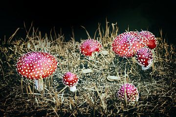 Familiefeestje van Jan van der Knaap