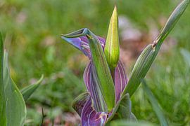 Das Versprechen von Photoart-Naegele