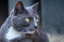 European Shorthair by Elma Nengerman