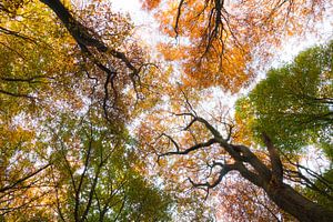 Golden crown of the forest von Niels Eric Fotografie