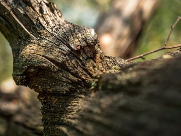Kohlberg, Saxon Switzerland - Tree trunk by Pixelwerk