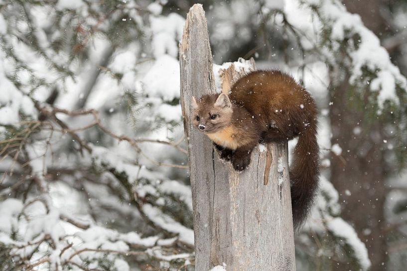 Dennenmarters ( Martes americana ) in de winter met sneeuwval, Yellowstone NP, USA. van wunderbare Erde