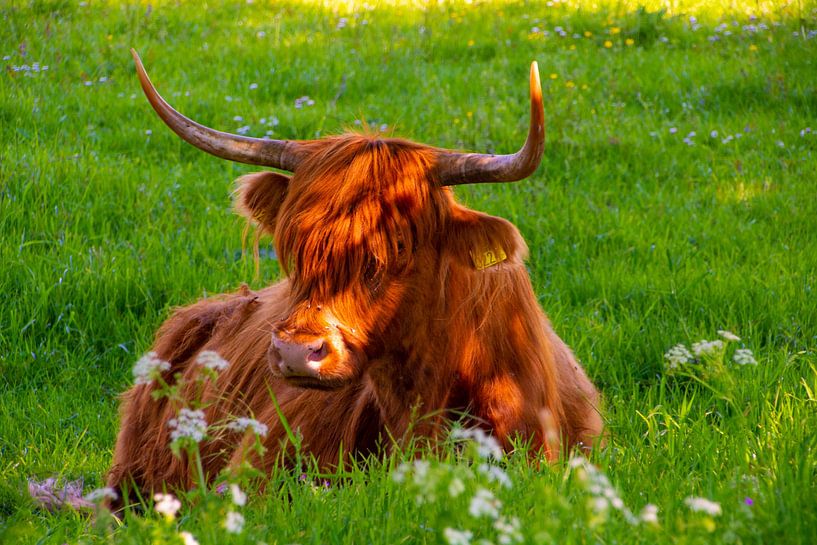 Schottischer Highlander im Broekpolder (Vlaardingen) von FotoGraaG Hanneke