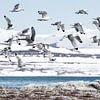 Mouettes tridactyles au Svalbard sur Ron van der Stappen