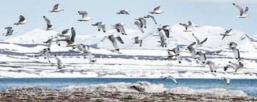 Drieteen meeuwen op Spitsbergen. van Ron van der Stappen