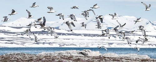 Drieteen meeuwen op Spitsbergen.