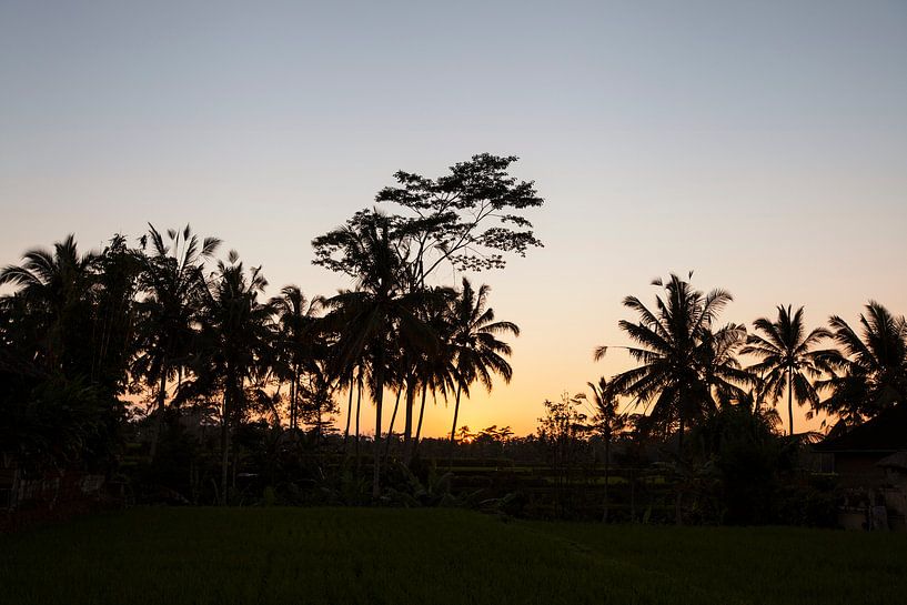 Kokospalmen en prachtige oranje zonsondergang creëren een rustgevend avondlandschap van Tjeerd Kruse