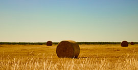 Wheat straw by Armanto Brouka