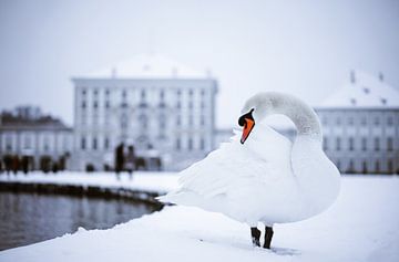 Zwaan in de winter van Rafaela_muc