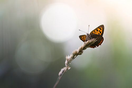 It's lonely at the top