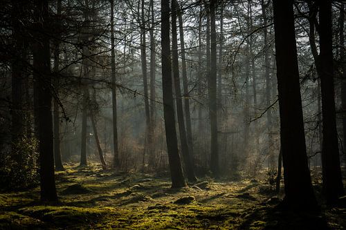 Lever de soleil dans une forêt brumeuse