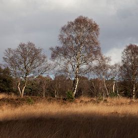 Herbst auf der Veluwe von Daan Ruijter