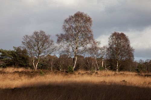 Autumn on the Veluwe