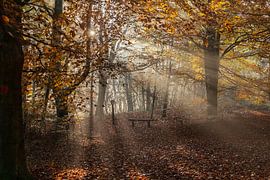 Autumn in Zoomland by Co Mens