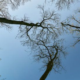 Boomtoppen in de herfst van Ad Jekel