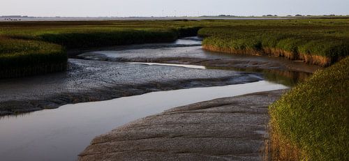 Rietlandschap bij Zonsondergang: Eb en de Stilte van de Modderbodem