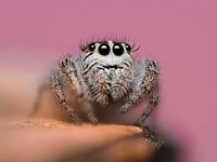 Eyelashes and Webbing