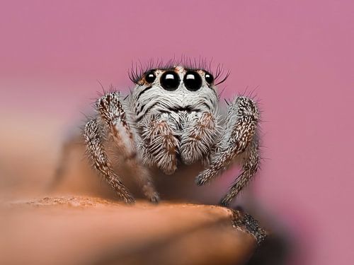 Eyelashes and Webbing