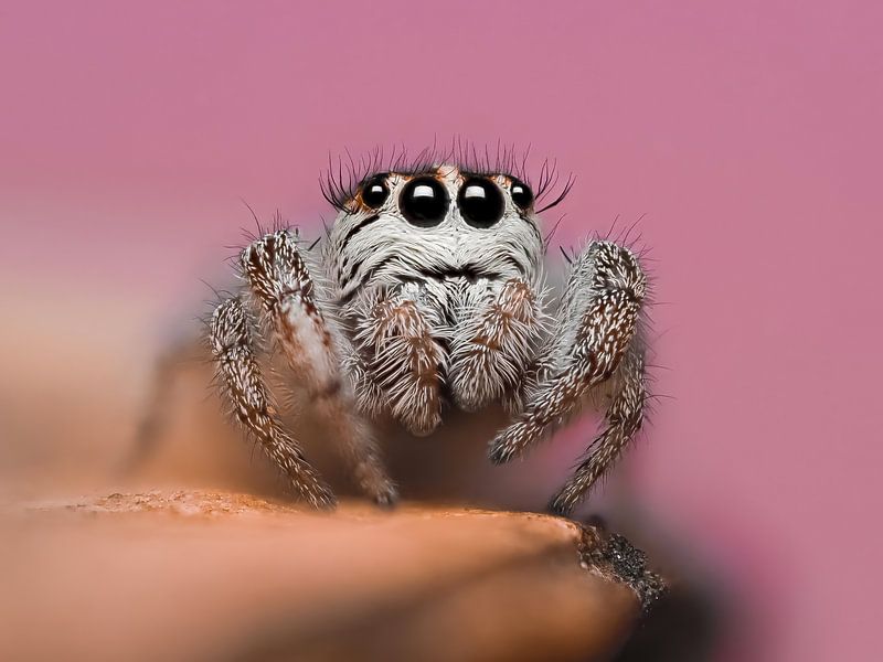Eyelashes and Webbing by Efraïm Baaijens