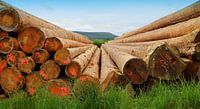 Hout uit het zwarte woud 