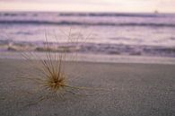 Strand by Folkert Smitstra thumbnail