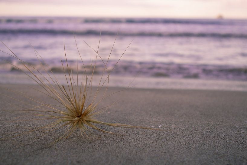 Strand by Folkert Smitstra
