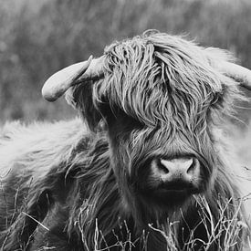 Highlander écossais noir et blanc sur Sjardee Visser