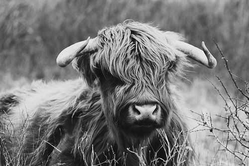 Highlander écossais noir et blanc