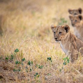 lion cub by Ed Dorrestein