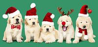 Merry X-mas by GᎥรєlค Art Ŧ๏г Y๏ย thumbnail